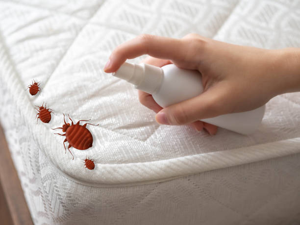 Best Local Pest Control Services  in Nash, TX