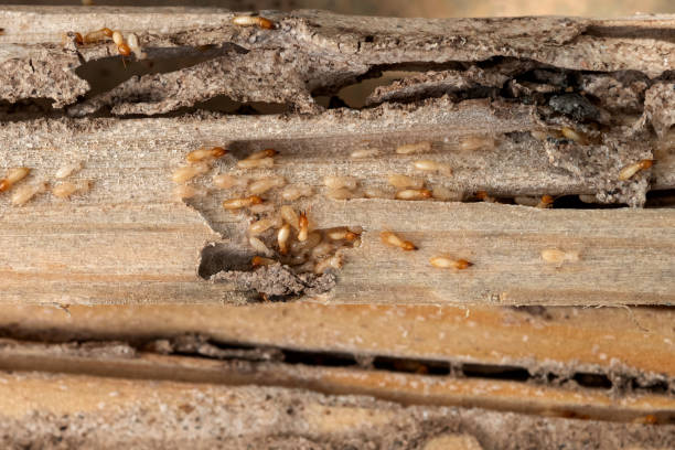 Pest Control for Restaurants in Nash, TX