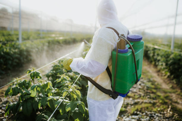 Best Affordable Pest Control Services  in Nash, TX